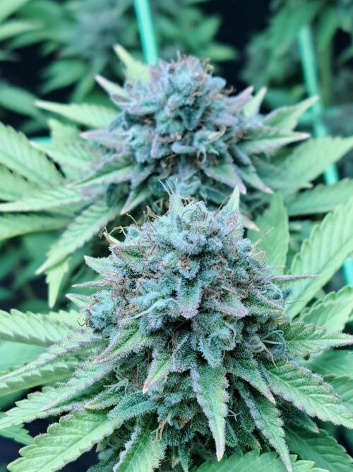 Og Kush. Week 16