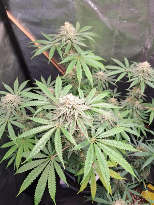 Blackberry Moonrocks. Week 14