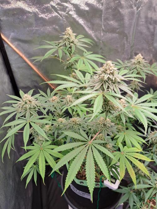 Blackberry Moonrocks. Week 14