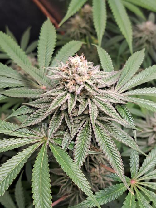 Blackberry Moonrocks. Week 14