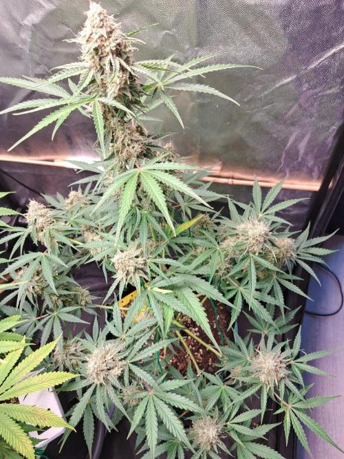 Milky way F1 auto - nebenher. Week 11