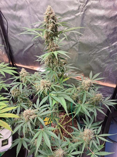 Milky way F1 auto - nebenher. Week 11