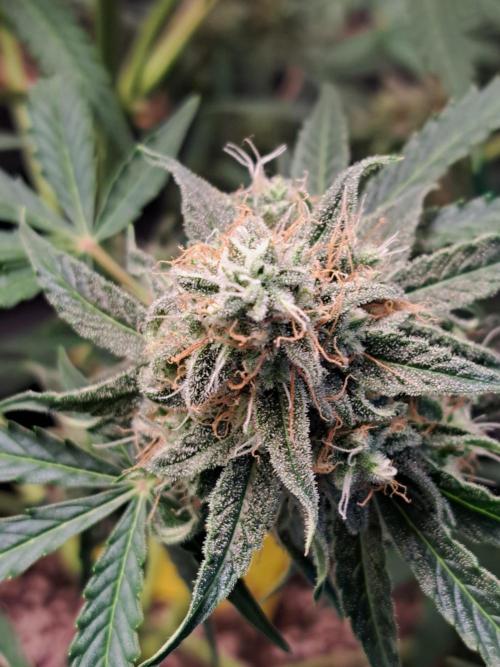 Milky way F1 auto - nebenher. Week 11