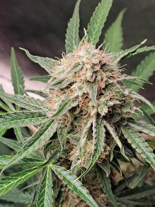 Milky way F1 auto - nebenher. Week 11