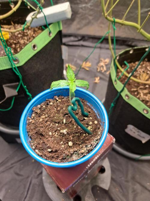 Gorilla Zkittles. Week 1