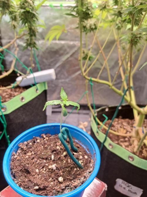 Gorilla Zkittles. Week 1