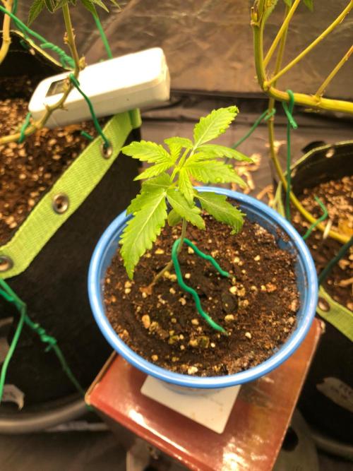 Gorilla Zkittles. Week 2