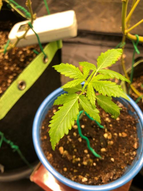 Gorilla Zkittles. Week 2