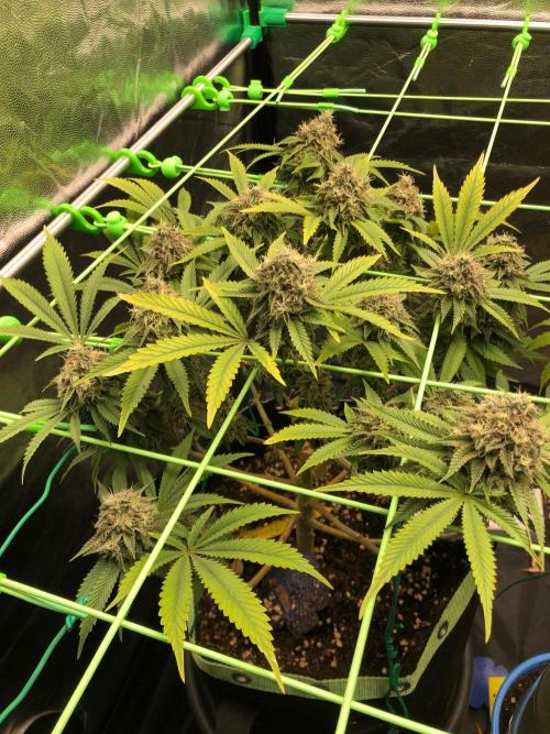 Painkiller XL 1:1. Week 19