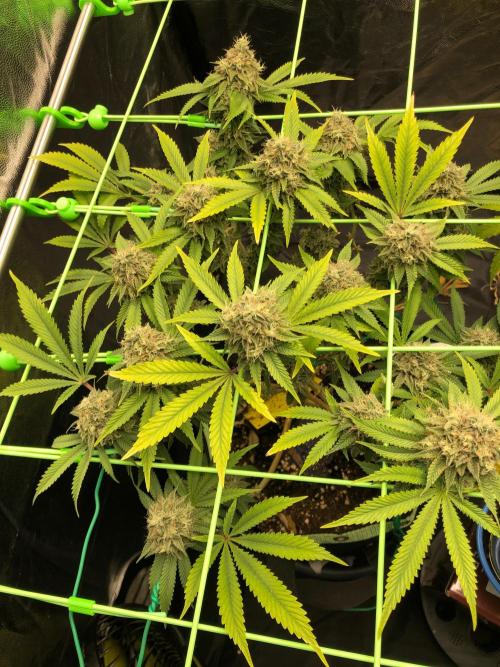 Painkiller XL 1:1. Week 19