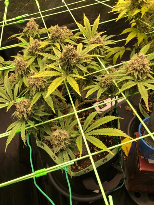 Painkiller XL 1:1. Week 19
