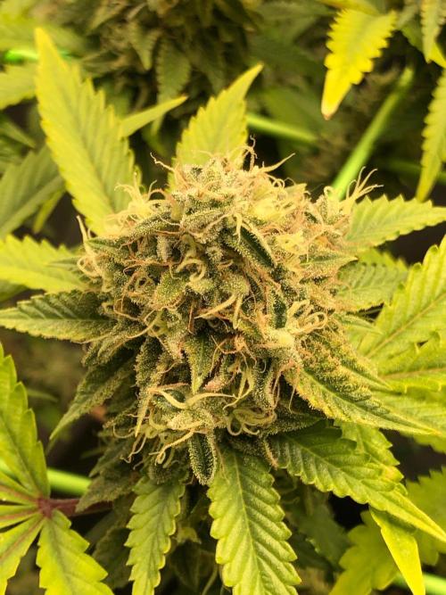 Painkiller XL 1:1. Week 19