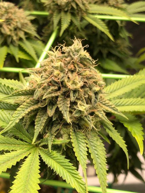 Painkiller XL 1:1. Week 19