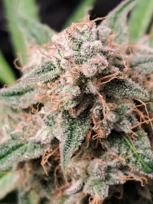 Milky way F1 auto - nebenher. Week 12