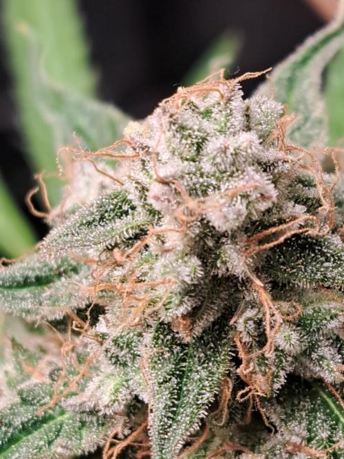 Milky way F1 auto - nebenher. Week 12