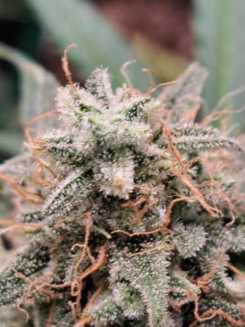 Milky way F1 auto - nebenher. Week 12