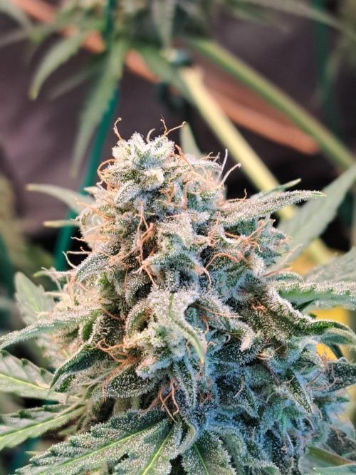 Milky way F1 auto - nebenher. Week 12
