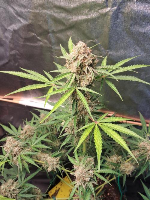 Milky way F1 auto - nebenher. Week 12