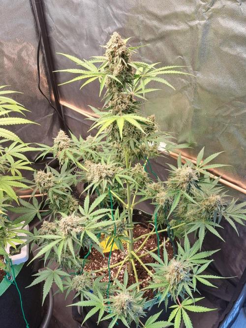 Milky way F1 auto - nebenher. Week 12