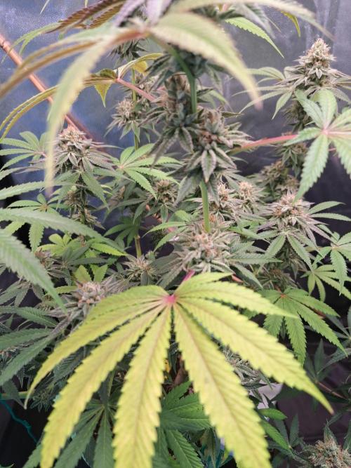 Blackberry Moonrocks. Week 15