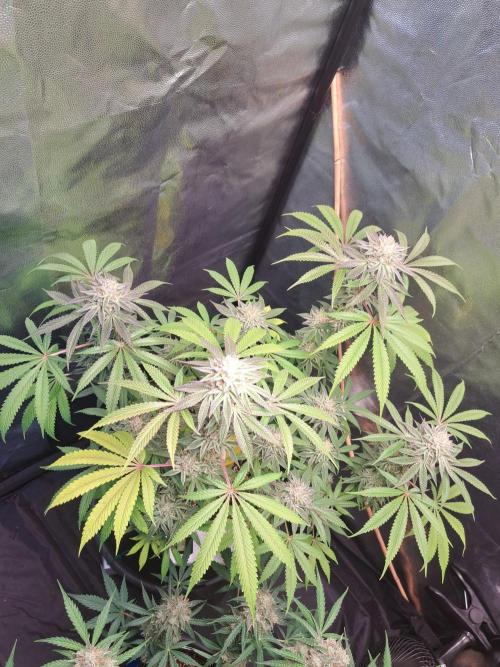 Blackberry Moonrocks. Week 15