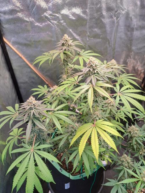Blackberry Moonrocks. Week 15