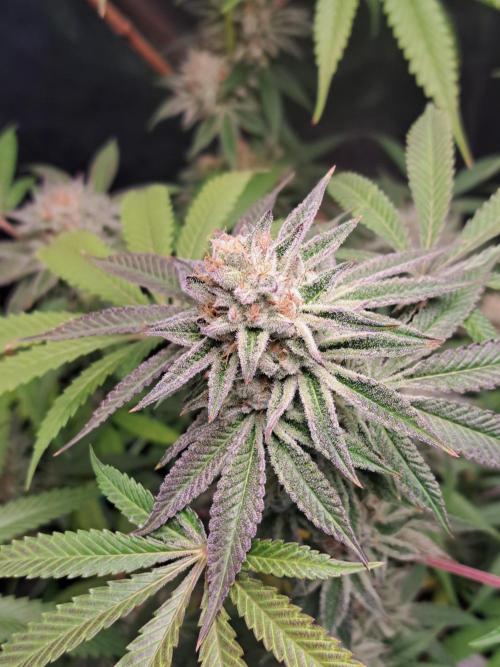 Blackberry Moonrocks. Week 15