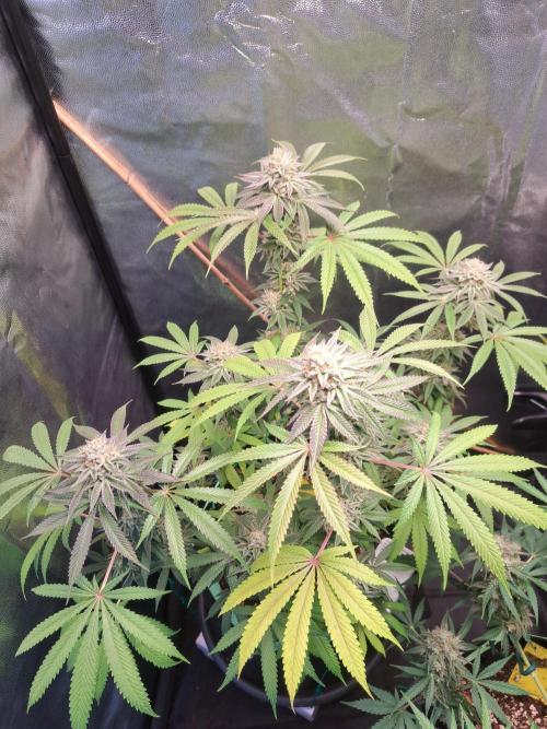Blackberry Moonrocks. Week 15