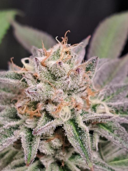 Blackberry Moonrocks. Week 15