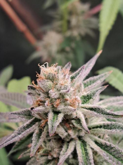 Blackberry Moonrocks. Week 15