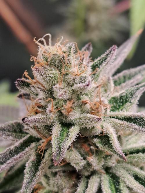 Blackberry Moonrocks. Week 15