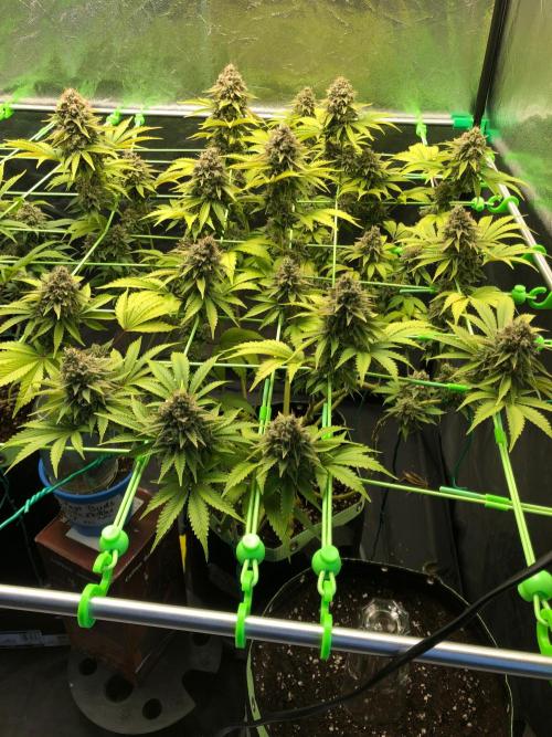 Og Kush. Week 17