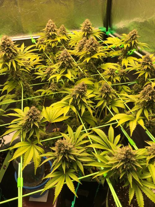 Og Kush. Week 17