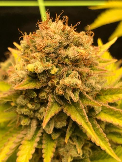 Og Kush. Week 17