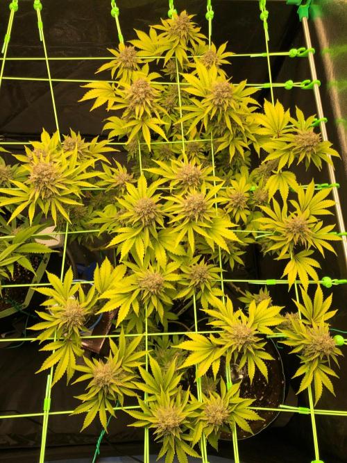 Og Kush. Week 17
