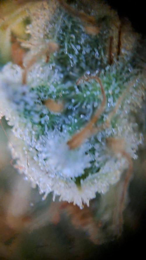 Og Kush. Week 17