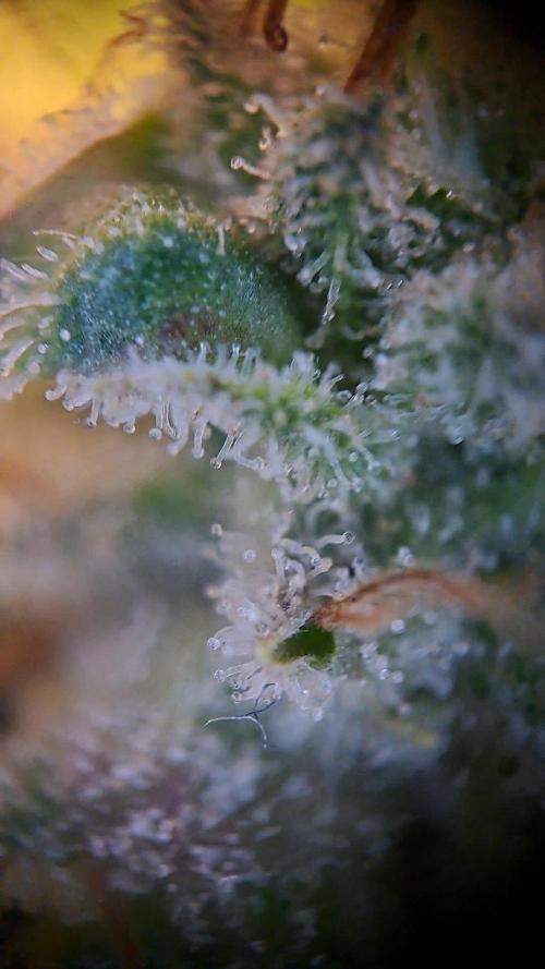 Og Kush. Week 17