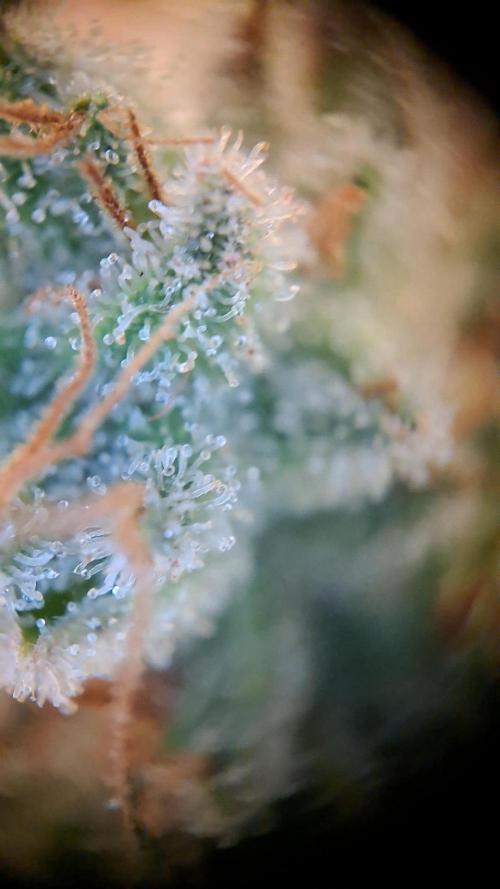 Og Kush. Week 17