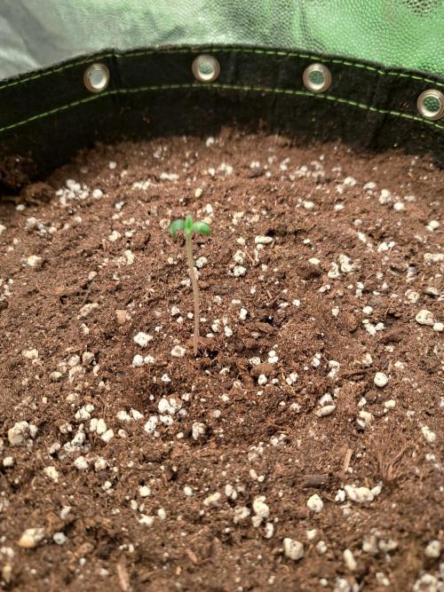 Strawberry Pie. Week 0