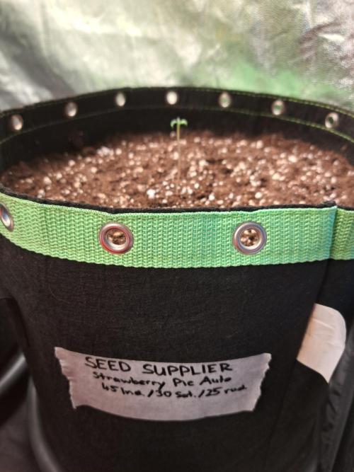 Strawberry Pie. Week 0