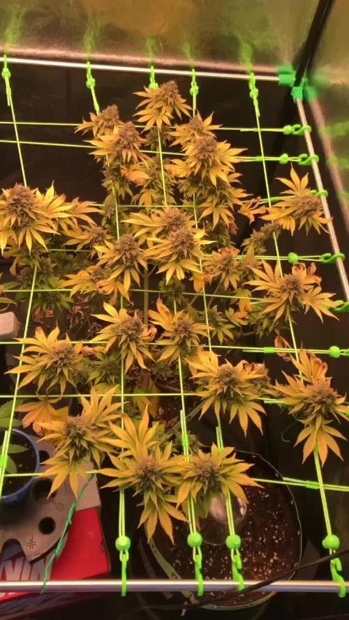 Og Kush