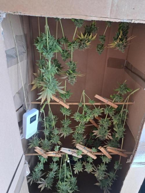 Og Kush. Week 18