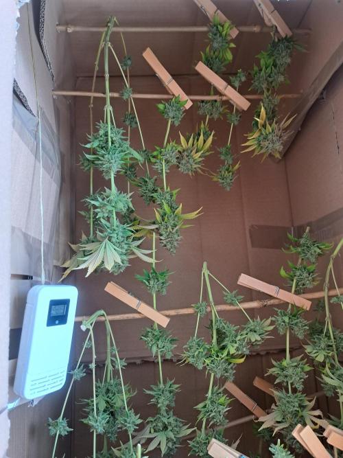 Og Kush. Week 18