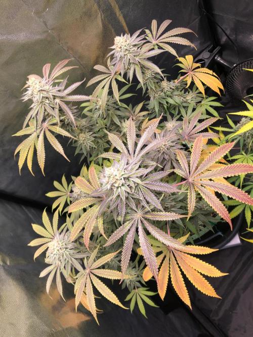 Blackberry Moonrocks. Week 16