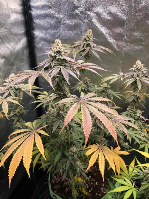 Blackberry Moonrocks. Week 16