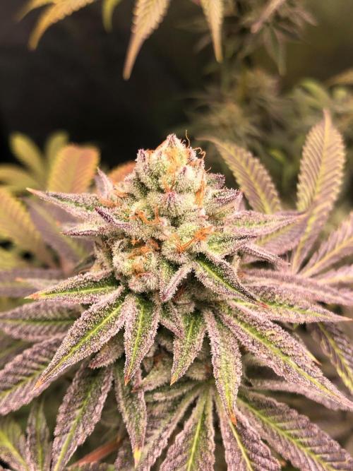 Blackberry Moonrocks. Week 16