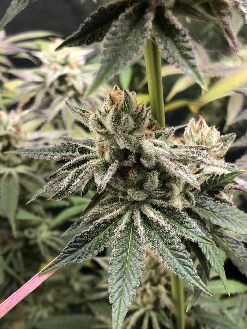 Blackberry Moonrocks. Week 16