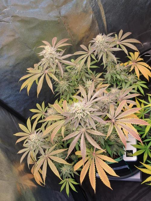 Blackberry Moonrocks. Week 16