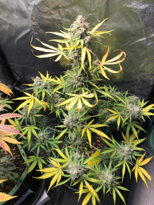 Milky way F1 auto - nebenher. Week 13