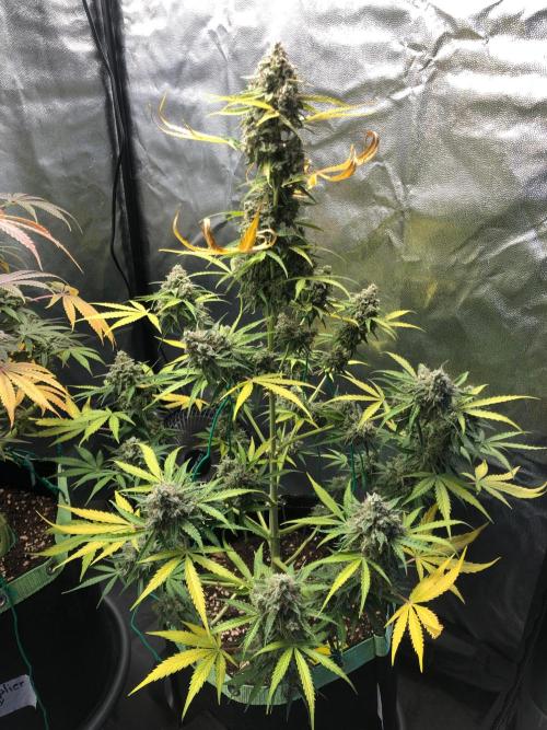 Milky way F1 auto - nebenher. Week 13